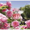 La vie est belle Domaine de La Rose Extrait de Parfum